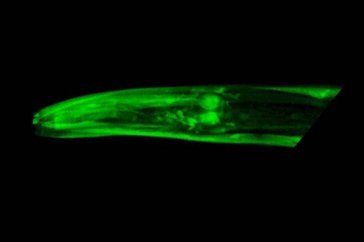 New gene linked to healthy aging in worms
