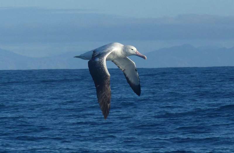 Scientists describe an almost complete albatross skull from the pliocene epoch