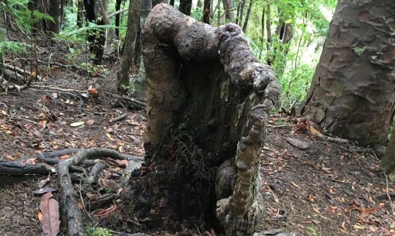 A tree stump that should be dead is still alive; here's why