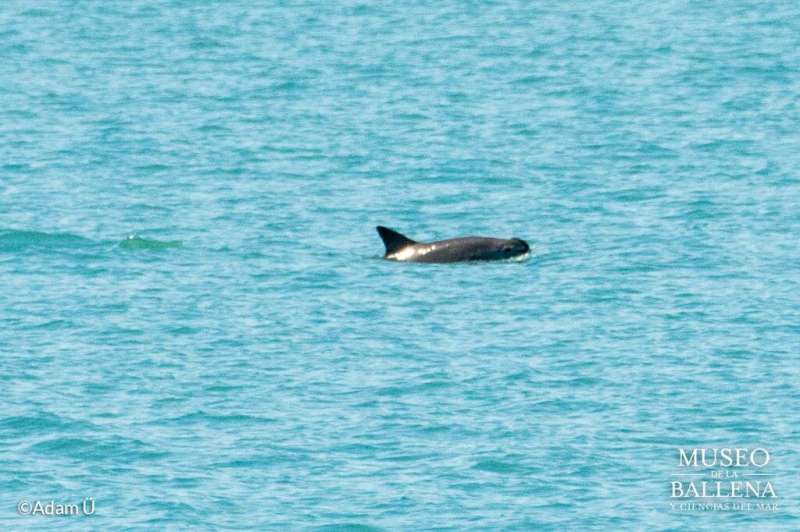Vaquita porpoise about to go extinct, researchers warn