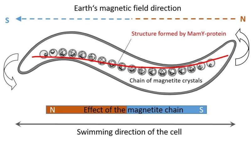Microbiologists solve the mystery of the compass needle in magnetic bacteria