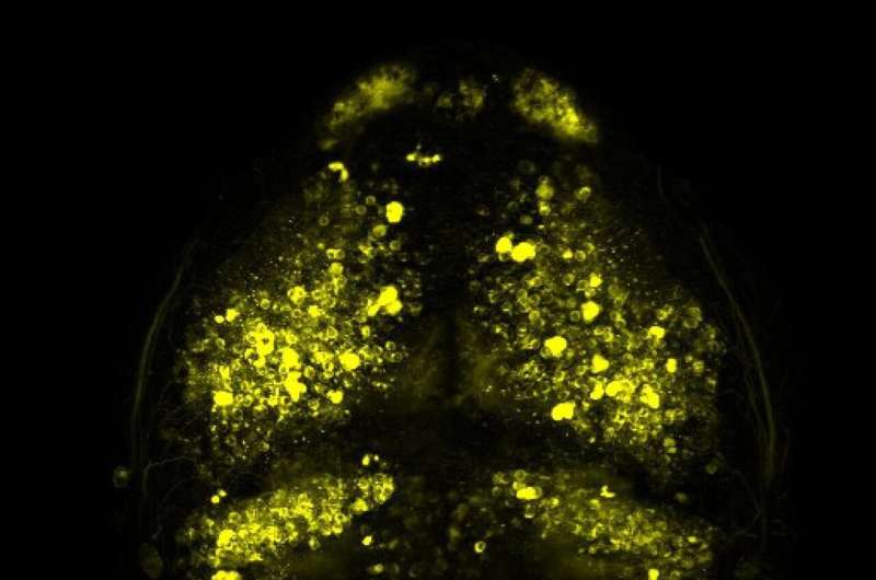 'Voltron' imaging tool captures brain cell action in living animals
