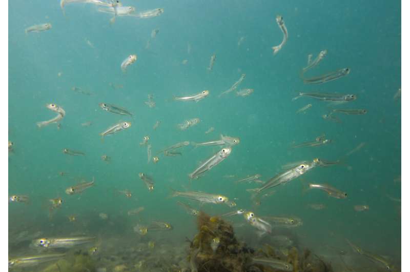 Genomic data reveal intense fish harvesting causes rapid evolution