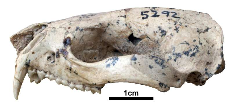 Cute marsupial had a fierce fossil relative