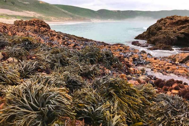 Scientists to restore rocky intertidal seaweed to boost coastal biodiversity