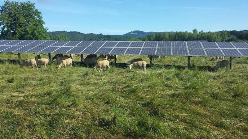 Installing solar panels on agricultural lands maximizes their efficiency, new study shows