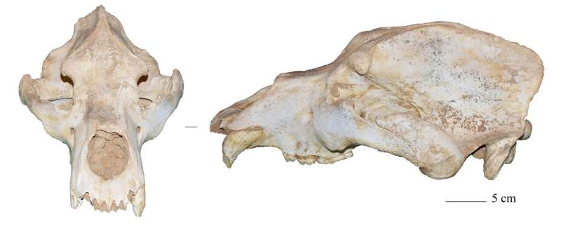 Genetic study suggests humans, not ice-age killed off European cave bears