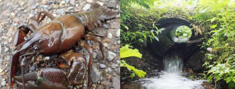 Environmental DNA proves the expansion of invasive crayfish habitats