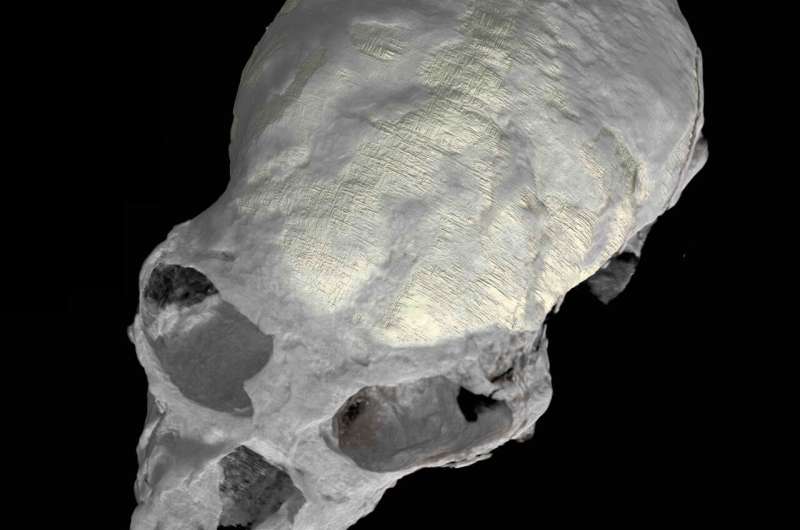20-million-year-old skull suggests complex brain evolution in monkeys, apes