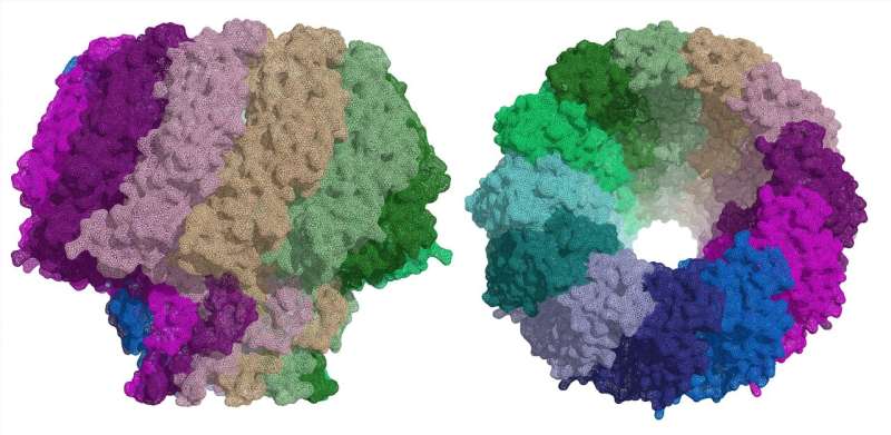 Researchers describe a key protein for Epstein-Barr virus infection