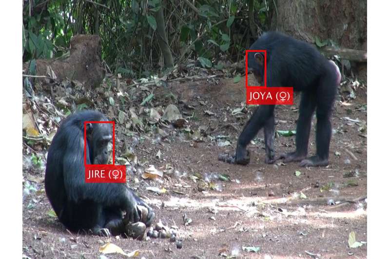 Artificial intelligence used to recognize primate faces in the wild