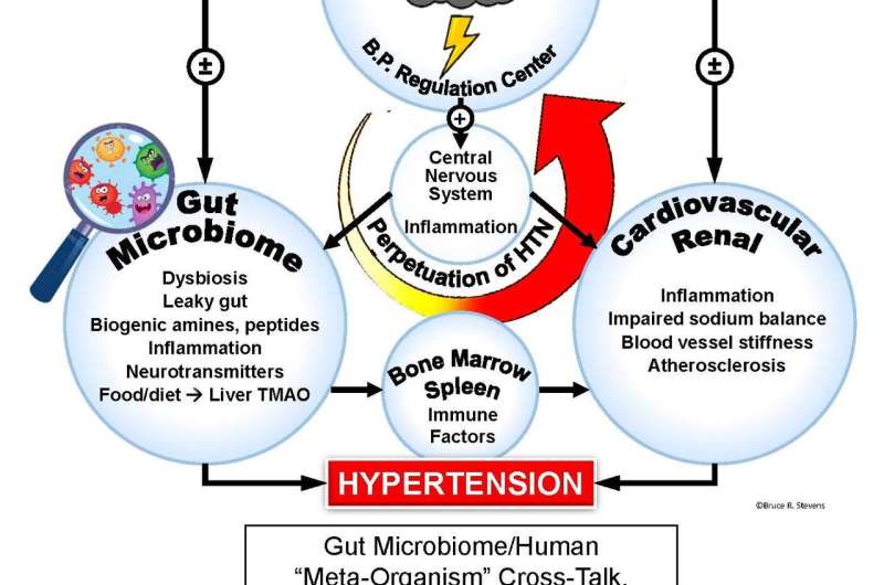 新研究表明肠道细菌可能与高血压和抑郁症相关联