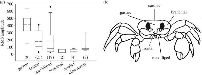 Ghost crabs found to gnash teeth inside their stomach to ward off predators