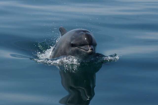 Environment: Pollutants found in skin and blubber of English Channel dolphins