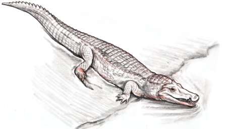 Prehistoric crocodile fossil discovered in New Mexico