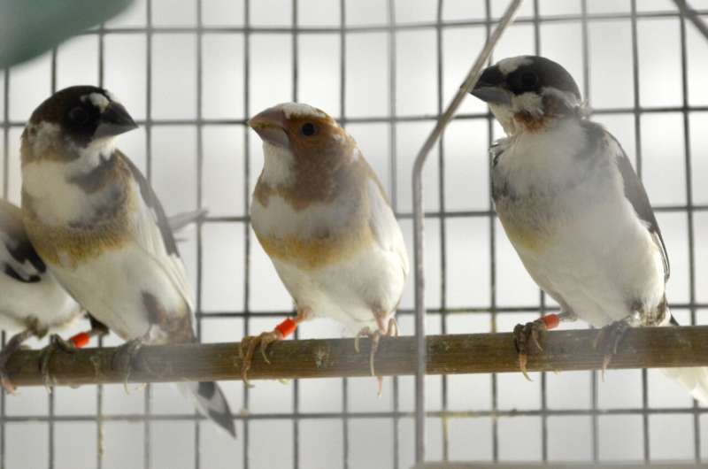 Genetically tailored instruction improves songbird learning