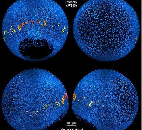 How neural circuits form in a developing embryo