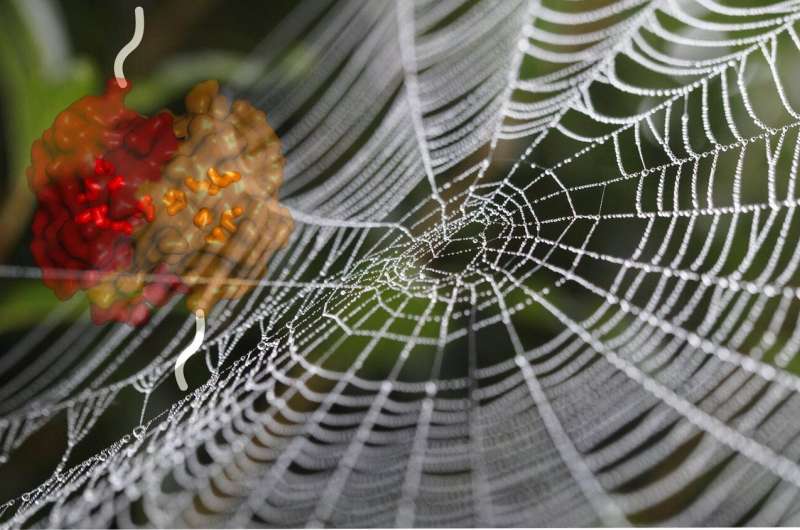Spider silk: A malleable protein provides reinforcement