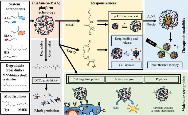 Novel nanogels hold promise for improved drug delivery to cancer patients
