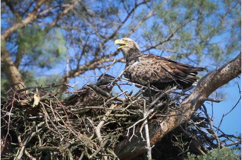 Proximity to paths and roads is a burden for white-tailed sea eagles