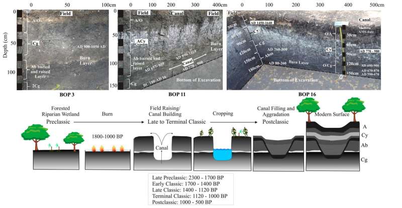 Ancient Maya canals and fields show early and extensive impacts on tropical forests