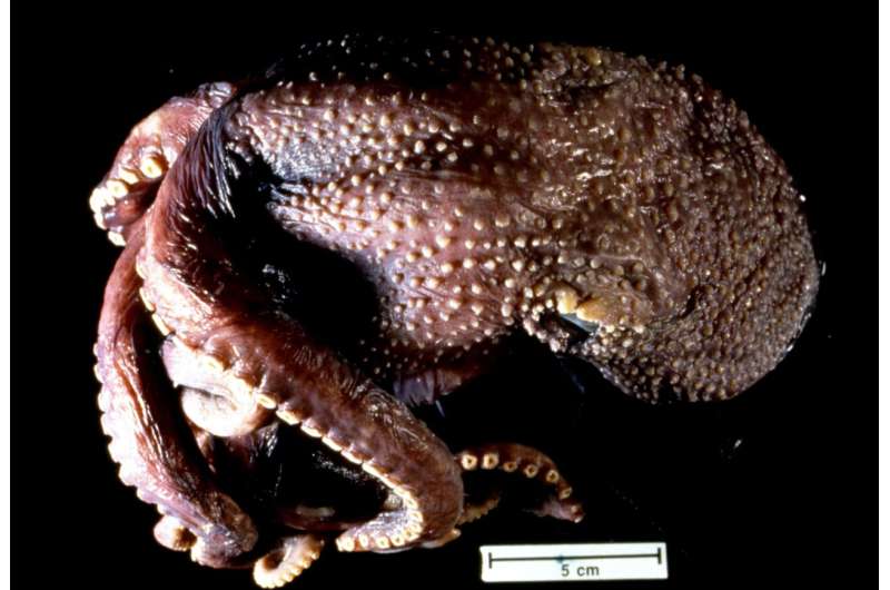 The deeper these octopuses live, the wartier their skin