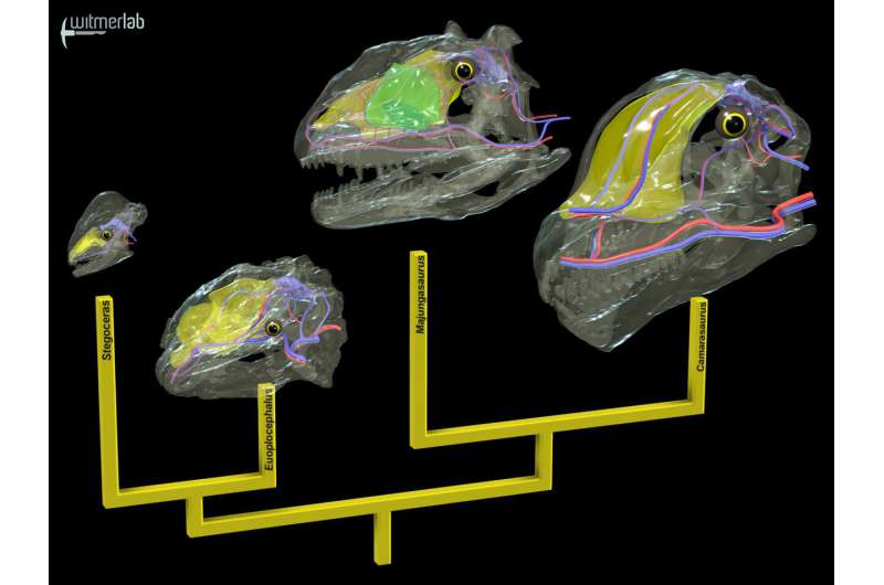 New study shows huge dinosaurs evolved different cooling systems to combat heat stroke