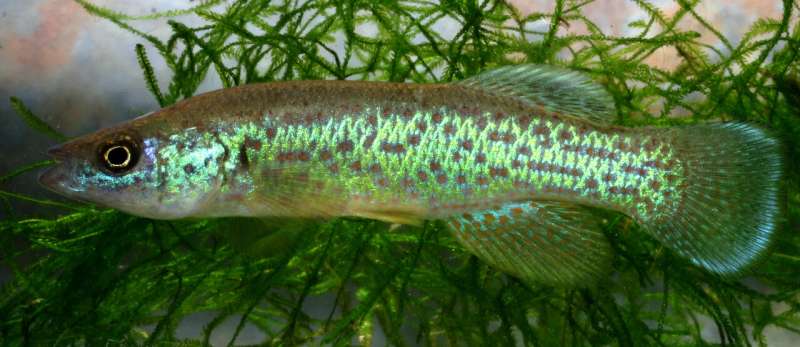 Colorful Tennessee fish protected as endangered