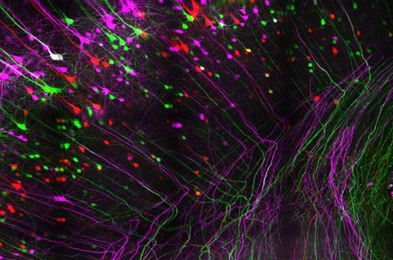 A protein that pulls the brake on nerve growth