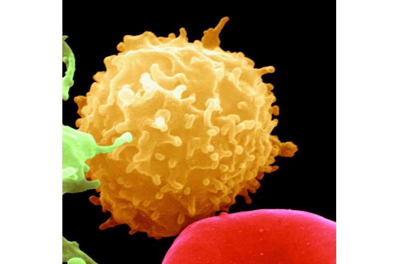 Genetic diversity facilitates cancer therapy