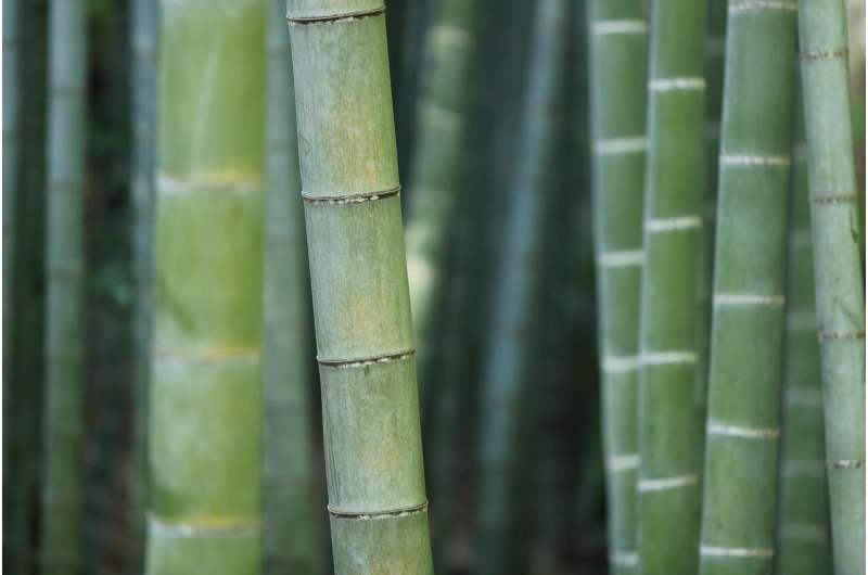 Visualizing heat flow in bamboo could help design more energy-efficient and fire-safe buildings