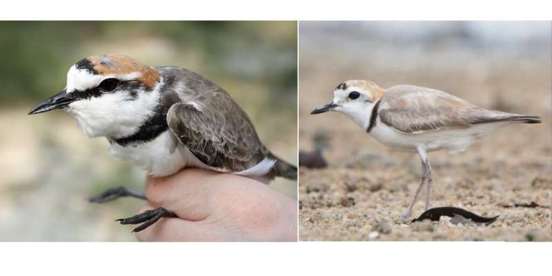 Scientists find two identical-looking bird species have very different genes