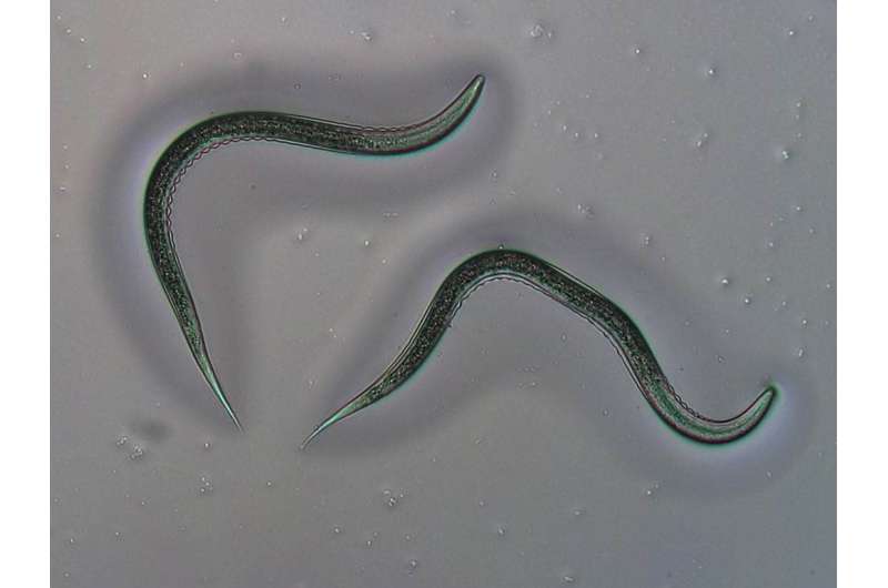 How nematodes outsmart the defenses of pests