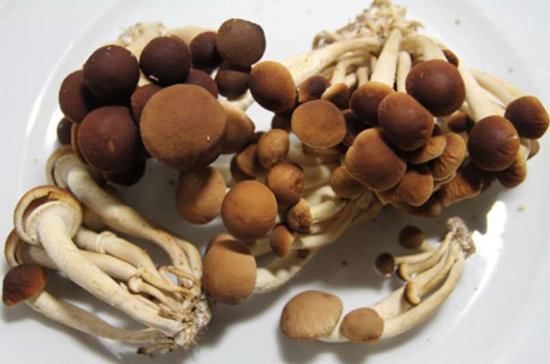 Researchers find ingredient for new mosquitocidal agent produced by cultivated edible mushroom