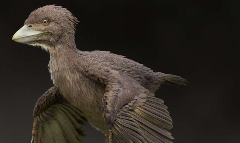 Fossil of bird from Early Cretaceous found in Japan