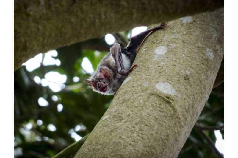 Scientists make vampire bats 'glow' to simulate vaccine spread