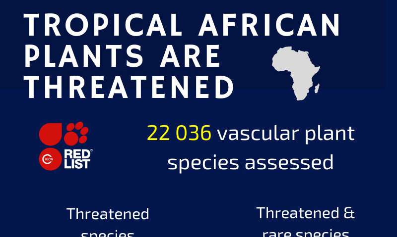 Un tercio de la flora tropical de África en peligro de extinción: estudio