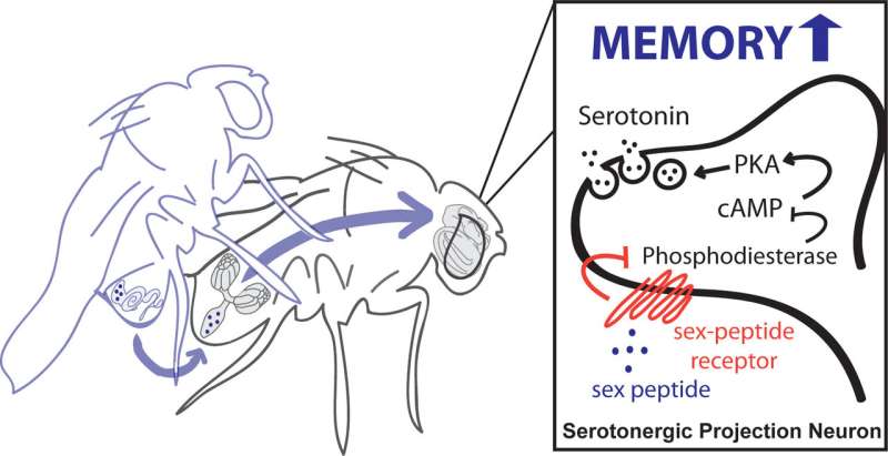 Peptide in male fruit fly semen found to enhance memory in females after mating