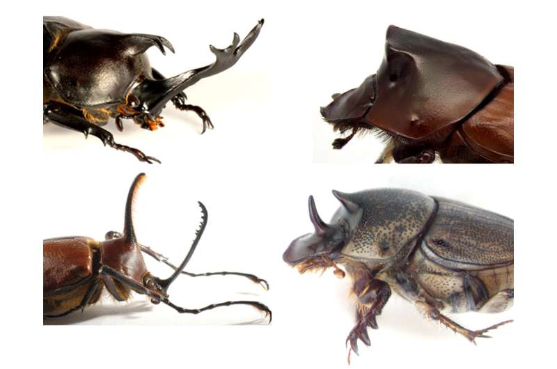 Dung beetle discovery revises biologists' understanding of how nature innovates