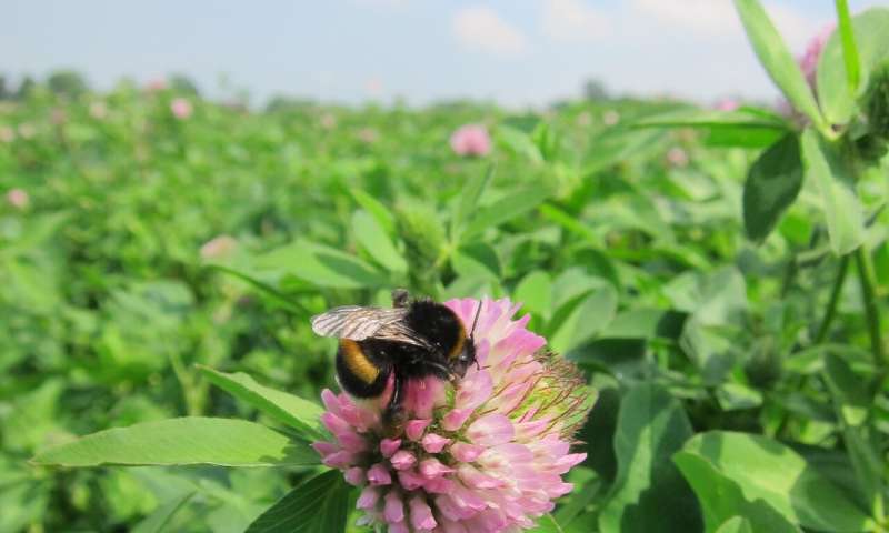 On balance, some neonicotinoid pesticides could benefit bees