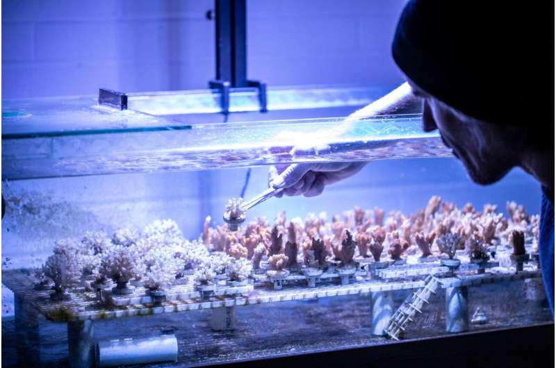 For some corals, meals can come with a side of microplastics