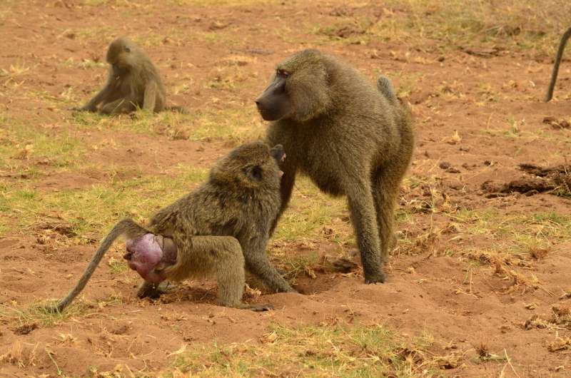 Health care in baboons
