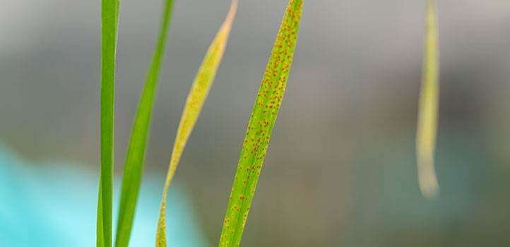 Conferring leaf rust resistance in cereal crops