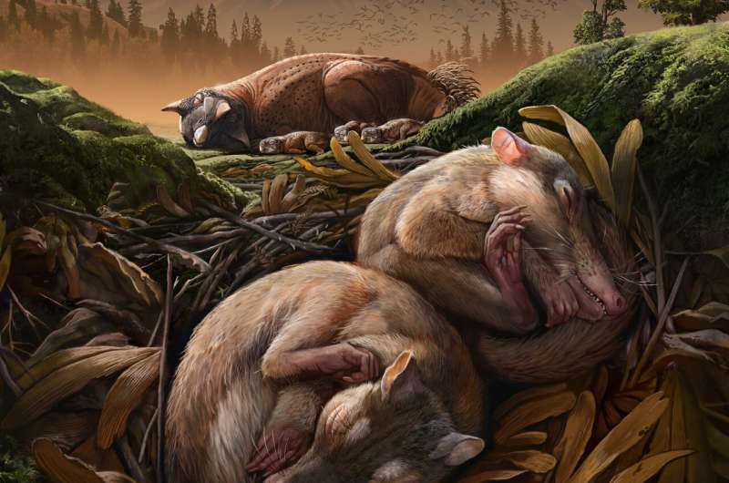 New cretaceous mammal provides evidence for separation of hearing and chewing modules