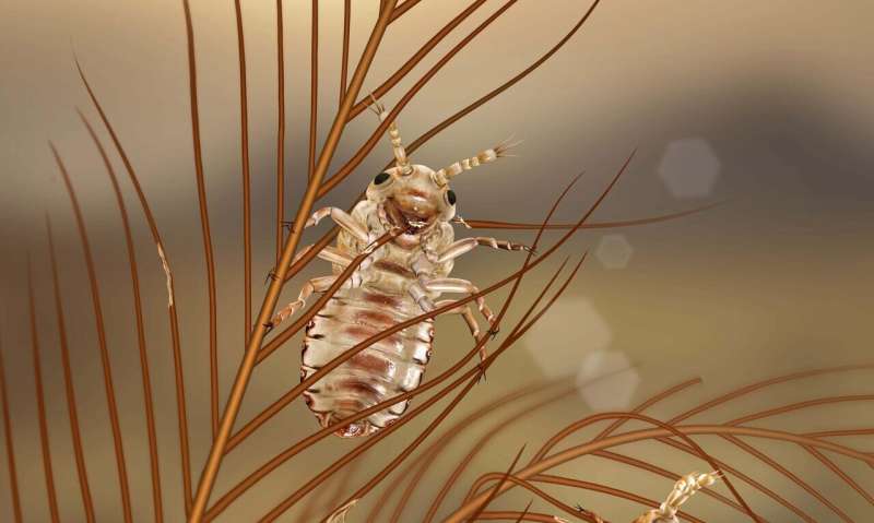 Ancient lice-like insects found to feed on dinosaur feathers
