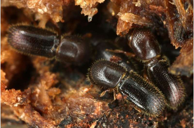 Bark beetles control pathogenic fungi