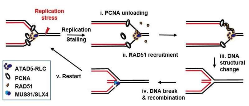 How cells relieve DNA replication stress
