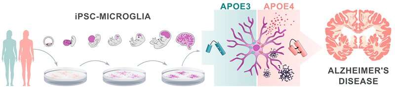 阿尔茨海默病风险基因APOE4损害大脑免疫细胞功能