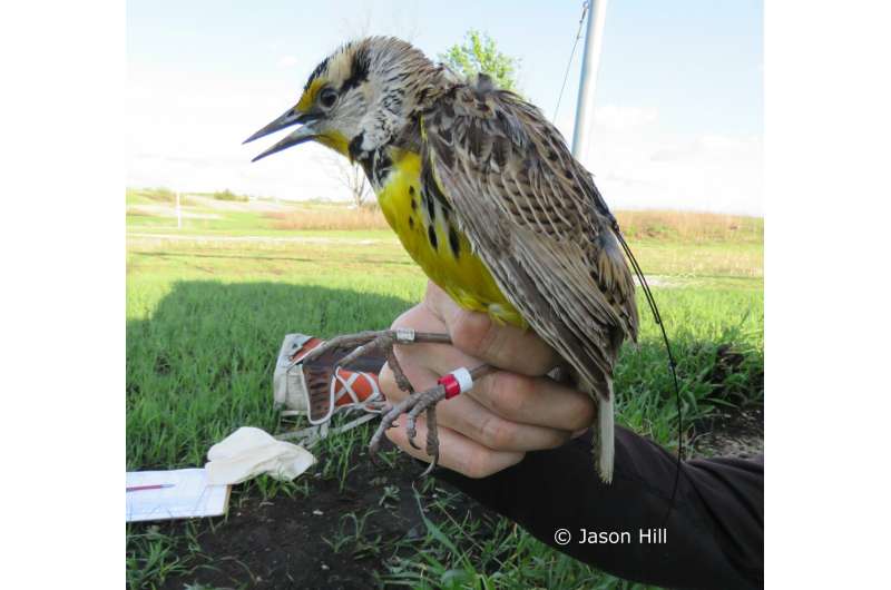 Biologists Discover Migratory Patterns of Two North American Grassland Bird Species