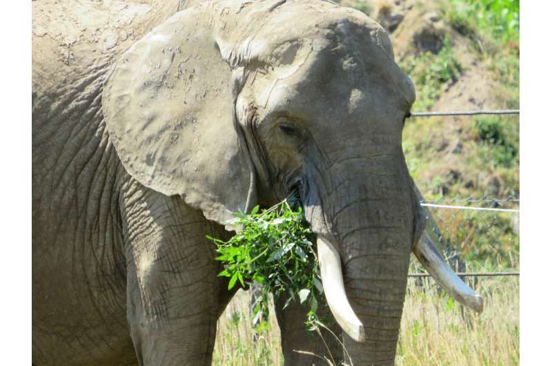Change of teeth causes yo-yo effect in elephants’ weight